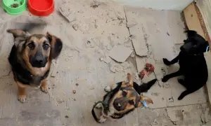 Фото: новий проект перебудови УкрІНТЕІ на Либідській