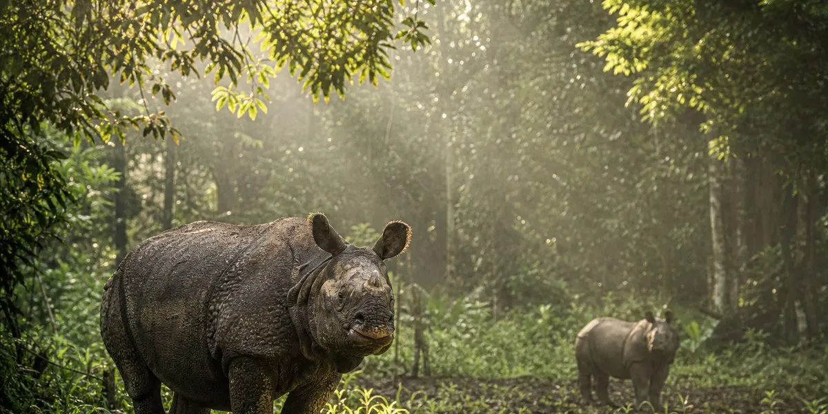 Two Sumatran rhinos are pregnant in Indonesia — Mongabay
