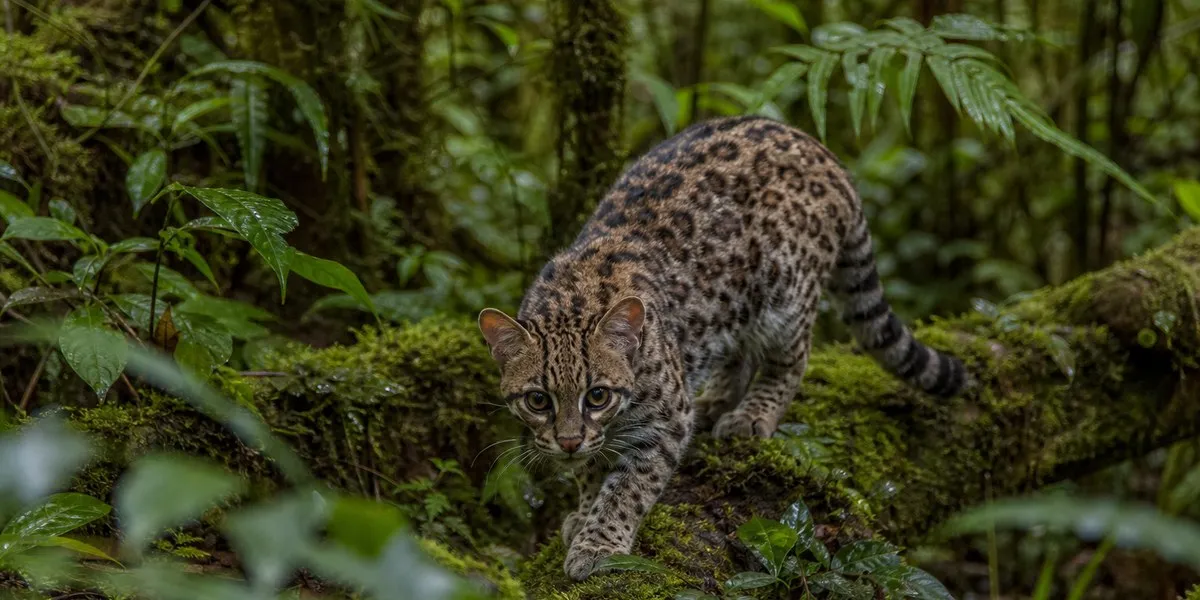 玻利维亚发现并描述新猫科物种蒂尔卡约——Mongabay