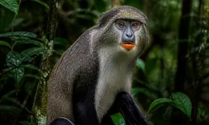 ЕС сделал шаг к безвизу с Косовом