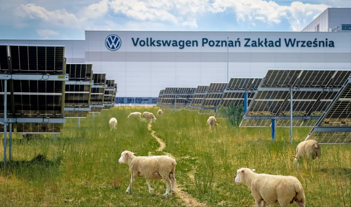 В Польщі Volkswagen випасає 100 овець на сонячній електростанції