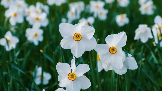 27 квітня: народні традиції, свята та прикмети дня в Україні і світі