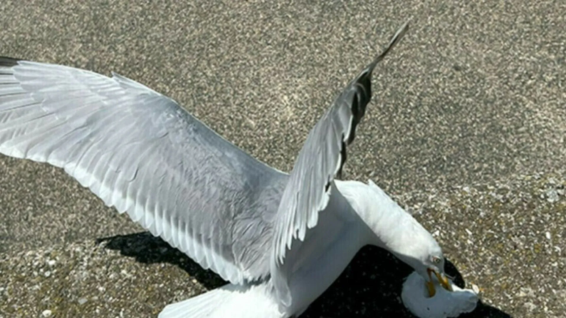 У нідерландському місті офіційно заборонили підгодовувати чайок: чому