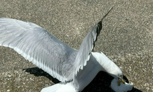 Румунія приєднається до американських санкцій проти "Лукойлу"