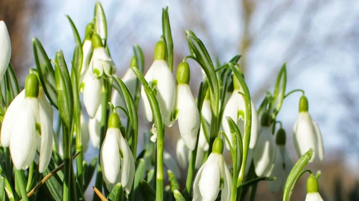 В Україні буде тепло та без опадів: прогноз погоди на 13 березня