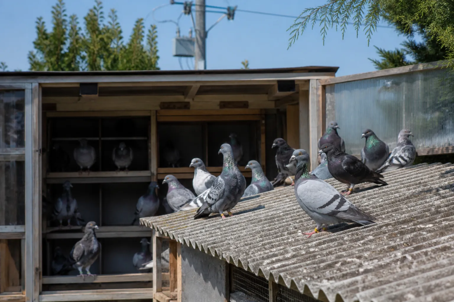 W Wiktorii odbędą się wyścigi gołębi mimo podejrzeń H5N1