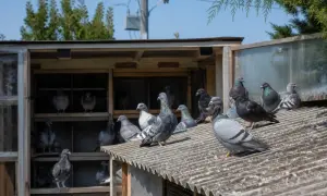 Во Франции более чем в 2 раза выросло количество заболевших новым коронавирусом