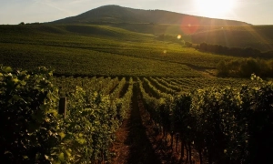 В ОБСЄ розкрили подробиці укладеного у Мінську перемир'я