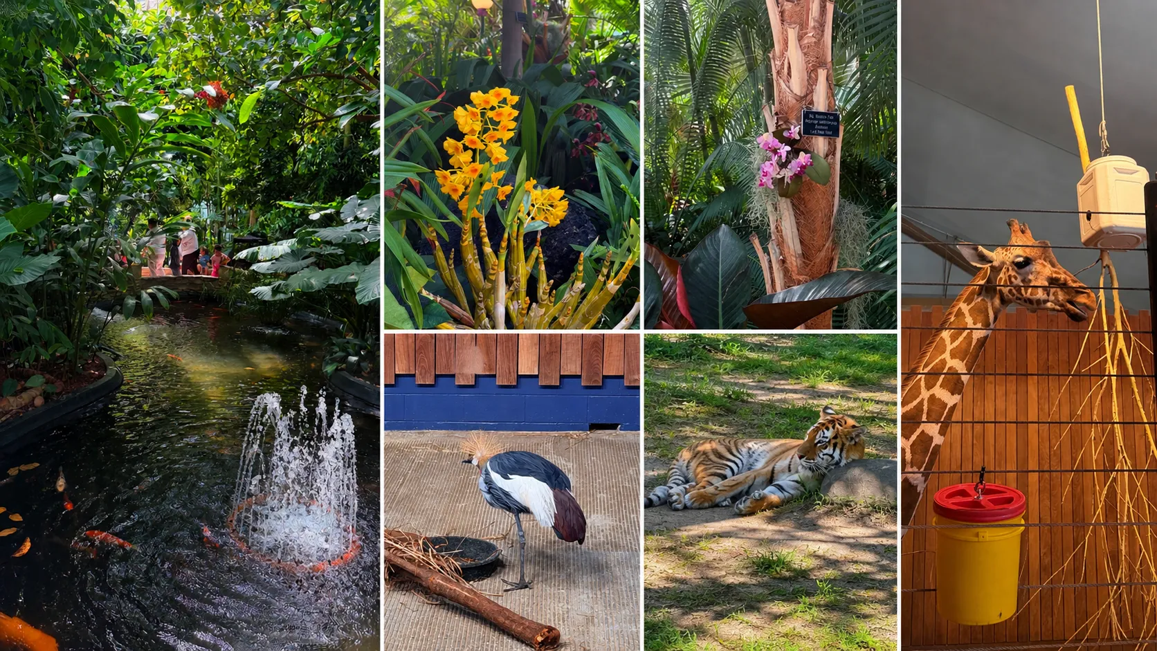Живая достопримечательность Миннесоты: UA.NEWS посещает Como Park Zoo & Conservatory в Сент-Поле