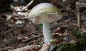 В Польщі намагалися забити молотком чеченського блогера, який критикував Кадирова