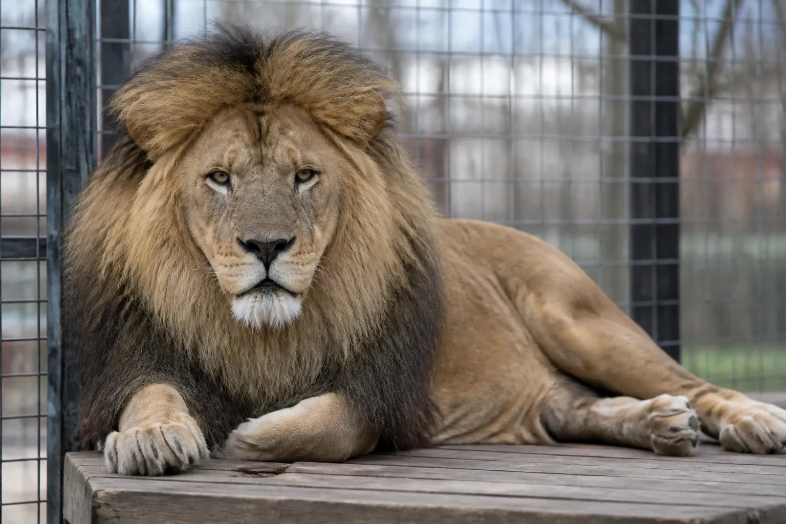 Taras, a lion rescued from Ukraine, is being treated in the U.S. for a rare fungal infection