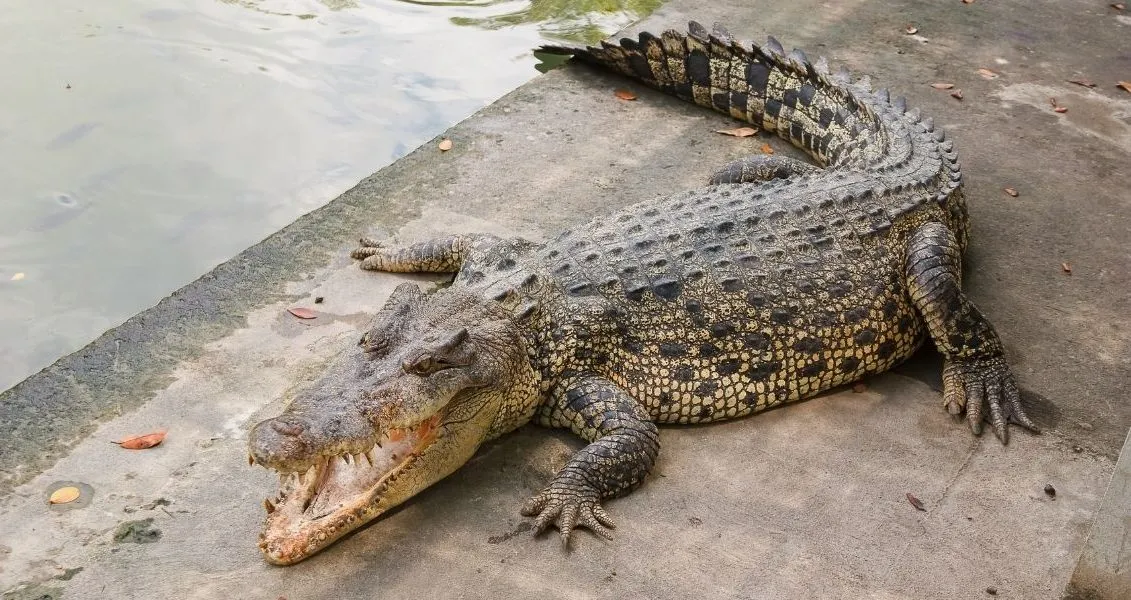 June 17 Holiday: Crocodile Day is celebrated around the world