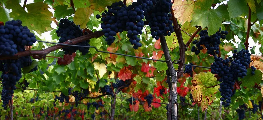 Winemaker's Calendar for September 2026: Grape Harvest and Seasonal Tasks