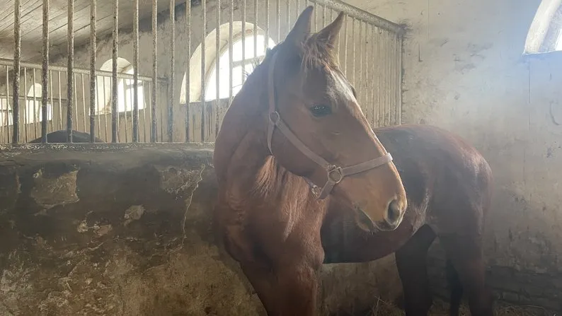 Police evacuate horses from Vovchansk district
