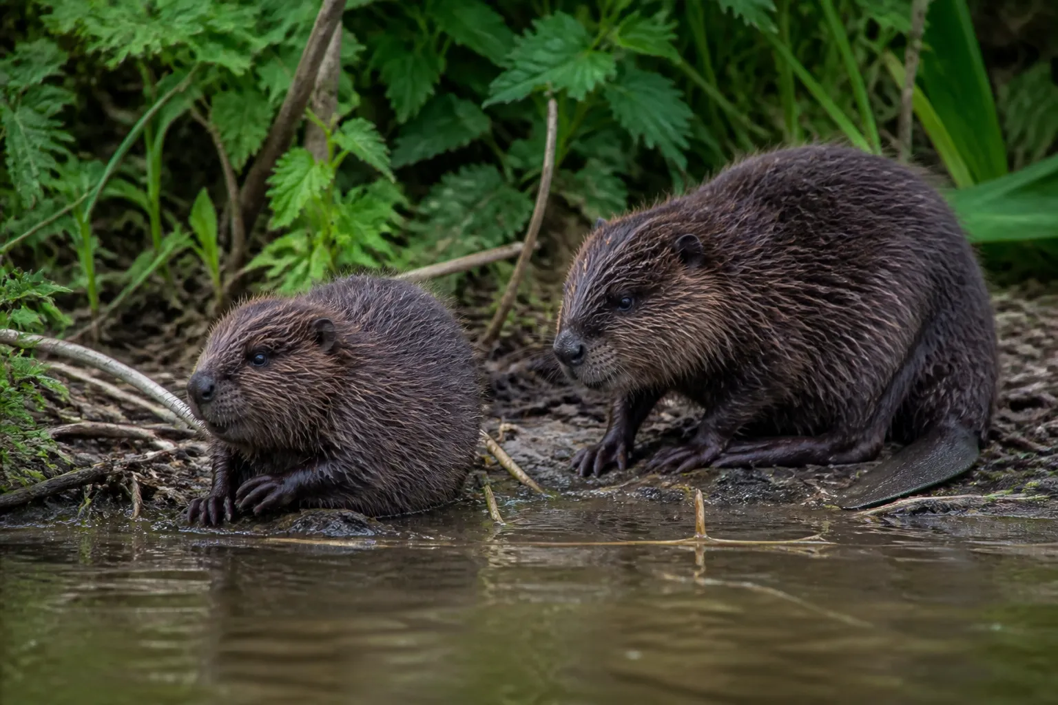 First wild beaver kits in more than 500 years born in Norfolk