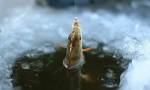 Із «Газпрому» стягнуть $12 мільярдів за відмову від транзиту газу через Україну