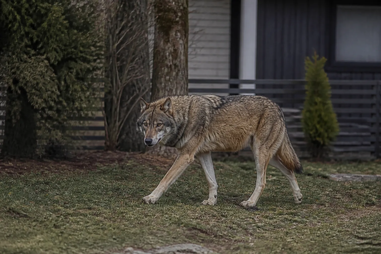 Wolf enters yard near Tallinn in Estonia