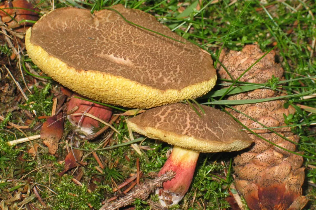 Mushroom Hunter's Calendar, July 27–August 2, 2026: Which Mushrooms to Pick and Where to Look
