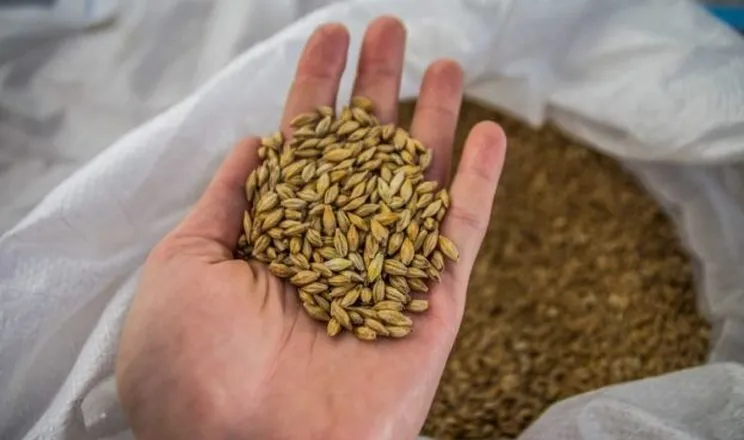 Україна скоротила експорт ячменю на 34%, Туреччина різко наростила імпорт