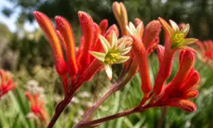 专家讲解了如何在花园里种植澳大利亚本土植物