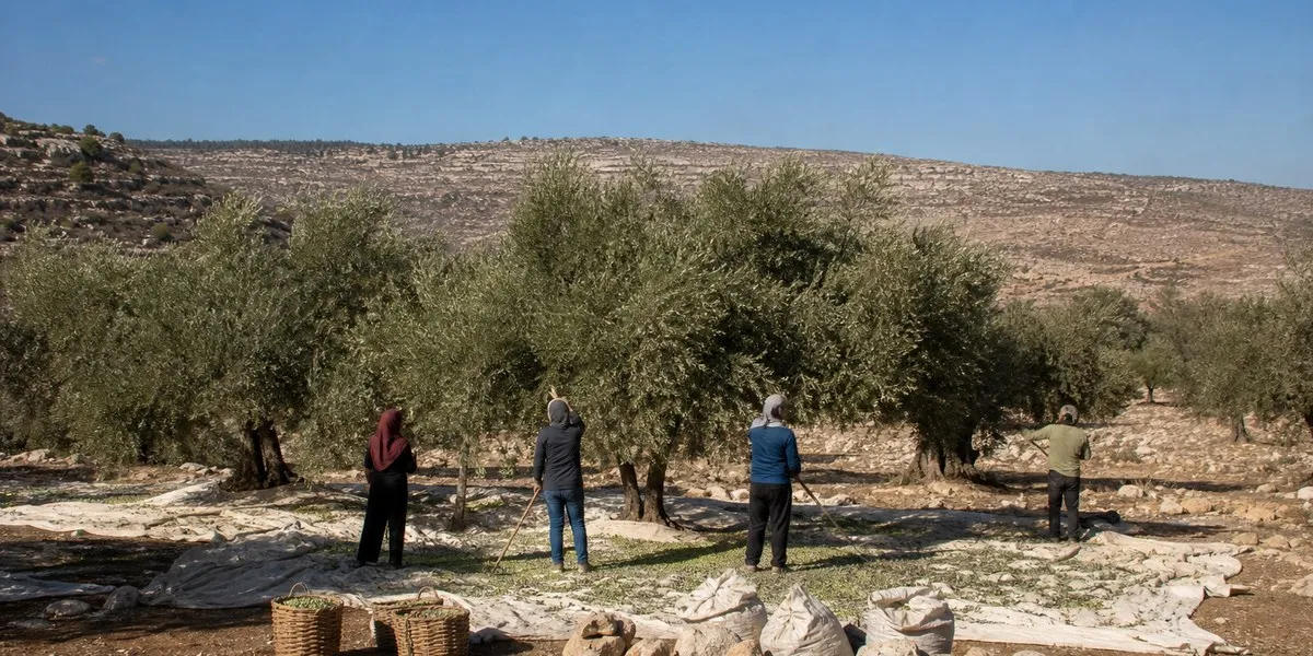 Yesh Din zgłosiła 125 ataków na zbieraczy oliwek na Zachodnim Brzegu — Jerusalem Post