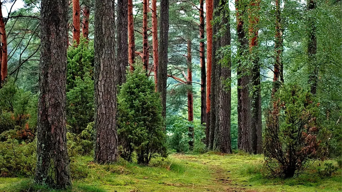 "Ліси України" подвоїли  прибуток і сплатили понад ₴15 млрд податків