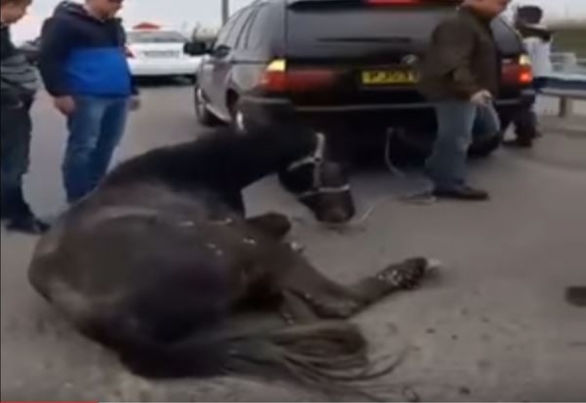 Появилось видео истязания хасидами лошади в Умани