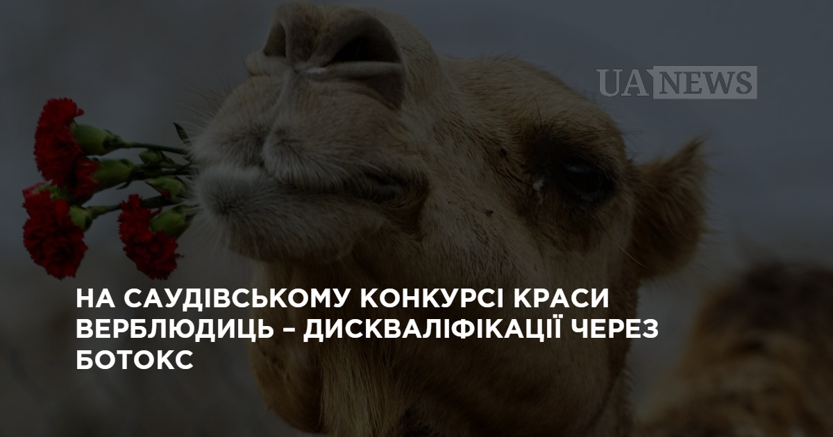 На саудовском конкурсе красоты верблюдиц - дисквалификации из-за ботокса