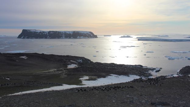 Ученые обнаружили самую большую колонию пингвинов
