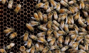 На Марсовом поле в Париже похоронили пчел