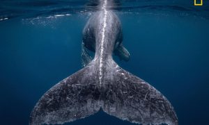 National Geographic назвали фотографа года