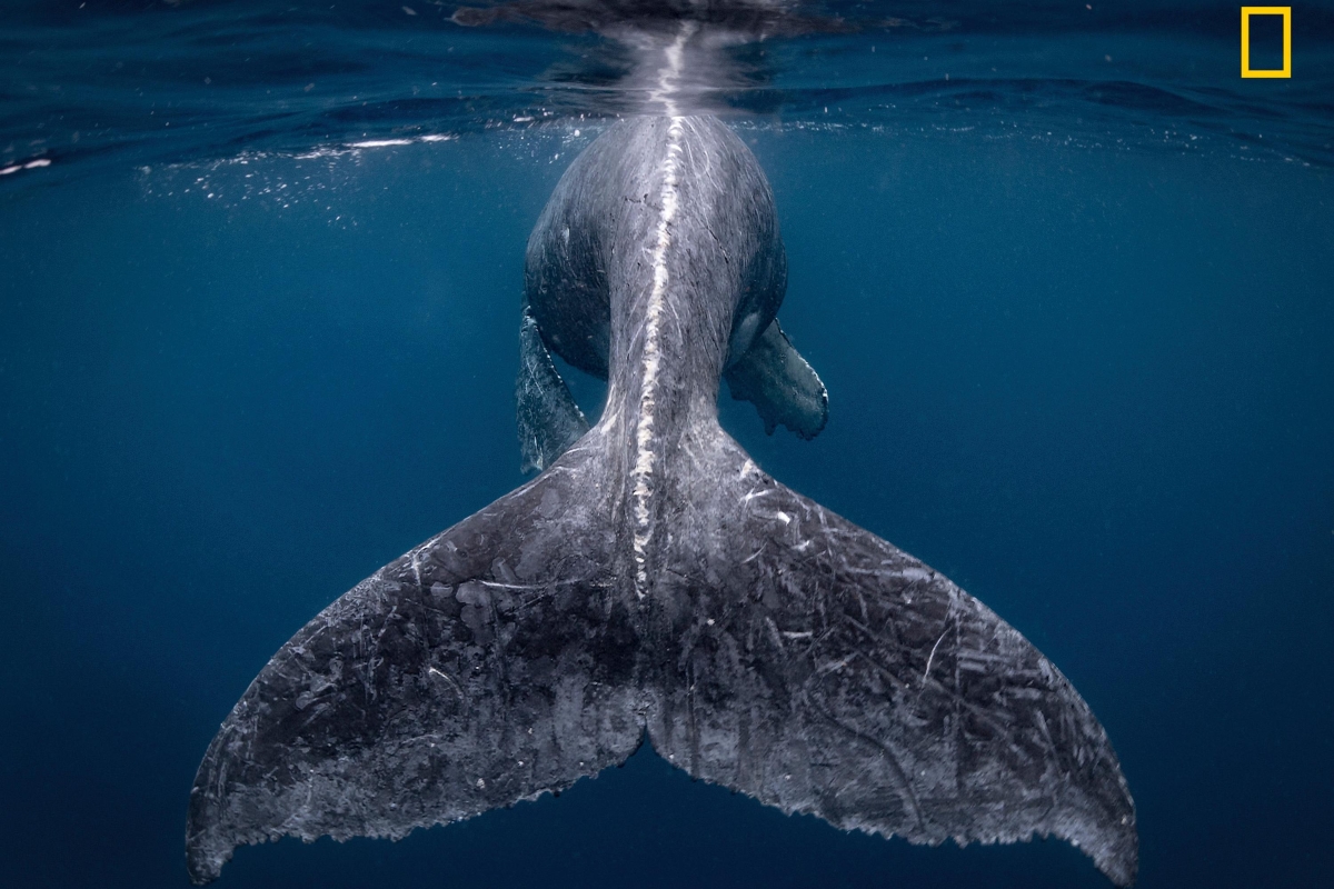 National Geographic назвали фотографа года