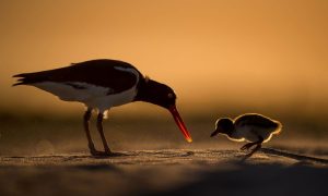 Фото: названы победители конкурса Audubon Photography Awards