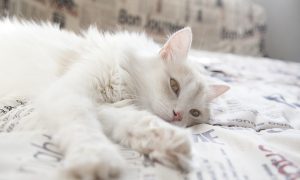 Фото: во всемирный День кошек специалисты рассказали, почему они мурлыкают