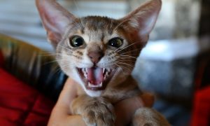 Фото: во Львове показали 15-киллограмового кота-чемпиона