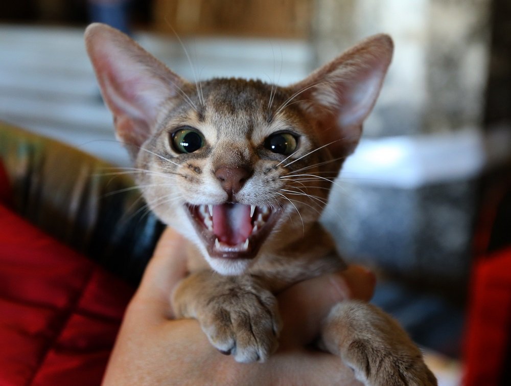 Фото: во Львове показали 15-киллограмового кота-чемпиона