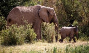 Деятельность человека привела к резкому сокращению числа животных и мощному экокризису