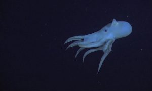 Видео: у Калифорнии отсняли ушастого осьминога