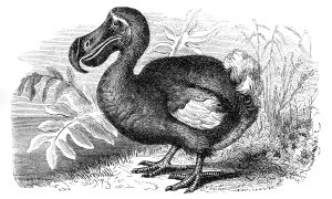 В WWF рассказали, сколько видов животных уничтожил человек