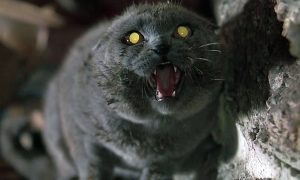 Видео: трейлер фильма «Кладбище домашних животных» по Стивену Кингу