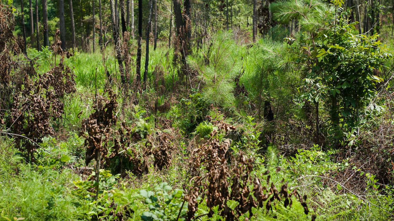 Армия США тестирует новый незаметный камуфляж для снайперов