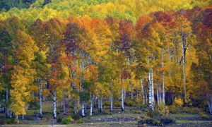 Крупнейший в мире организм может навсегда исчезнуть с планеты