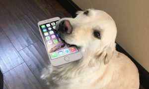 В Японии создали систему управления собакой