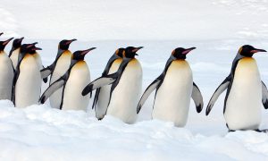 Команда BBC спасла пингвинов в Антрактике