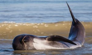 В Новой Зеландии на берег выбросились 140 дельфинов