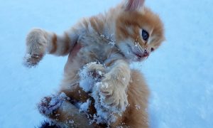 Фото: на одесских пляжах мастерят домики для бездомных кошек