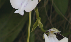 Фото: на Мадагаскаре нашли новый вид орхидей с запахом шампанского