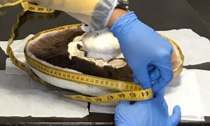 Фото: фермеры вырастили крупнейший в Украине шампиньон-рекордсмен