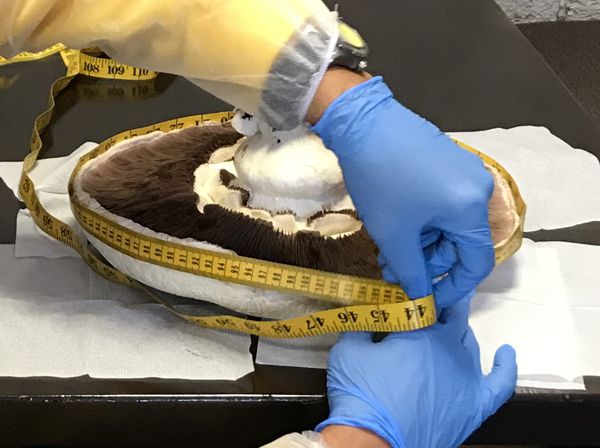 Фото: фермеры вырастили крупнейший в Украине шампиньон-рекордсмен