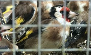 Полторы тысячи щеглов, которые умирали в аэропорту «Борисполь», выпустили на свободу